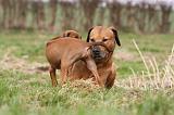 RODESIAN RIDGEBACK 074